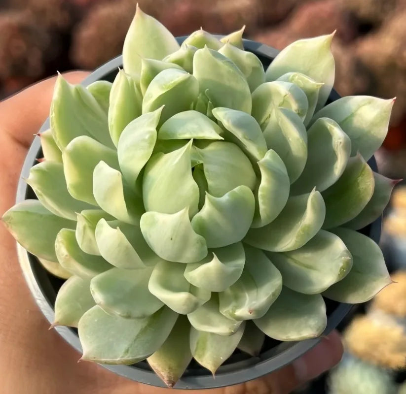 Echeveria White Maria Soil Song
