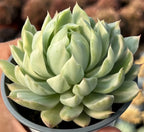 Echeveria rosette plant in pot, pale green succulent leaves forming tight spiral center