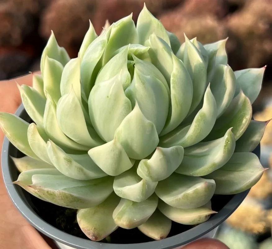 Echeveria White Maria Soil Song
