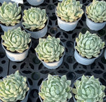 Echeveria White Maria Soil Song