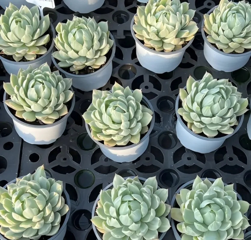 Multiple Echeveria rosette plants in white pots on black grid tray, pale green layered leaves