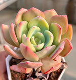 Echeveria White Moon Soil Song