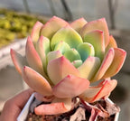 Echeveria succulent in a square pot, pale green rosette with pink-tipped leaves