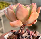 Echeveria succulent rosette with peach-orange and pale green leaves in a planter