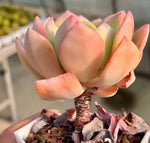 Echeveria White Moon Soil Song