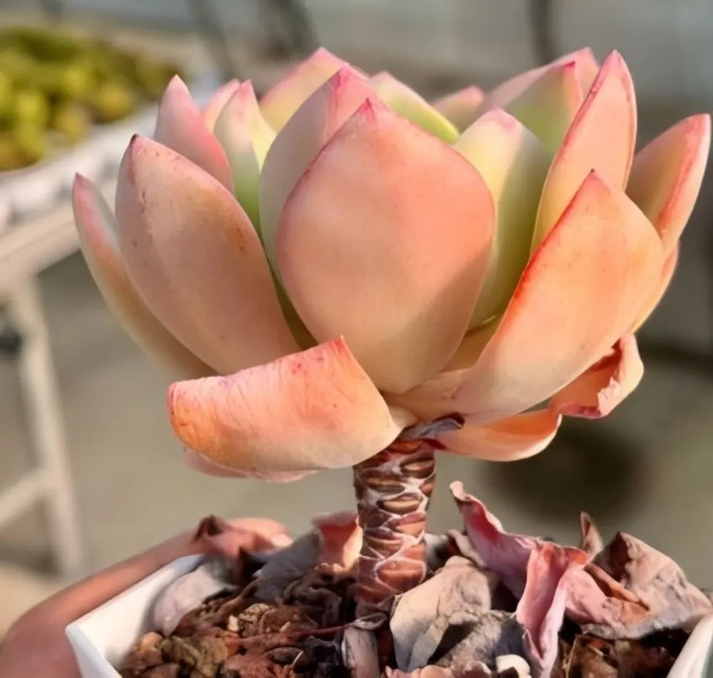 Echeveria succulent rosette with peach-orange and pale green leaves in a planter