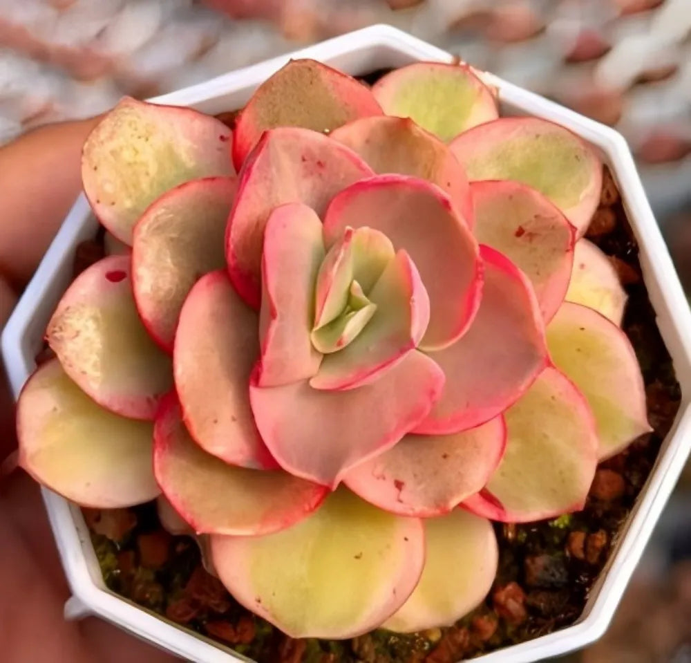 Variegated Echeveria succulent rosette in white hex pot, pink and yellow leaves