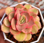 Variegated Echeveria succulent rosette in white hex pot, pink and yellow leaves