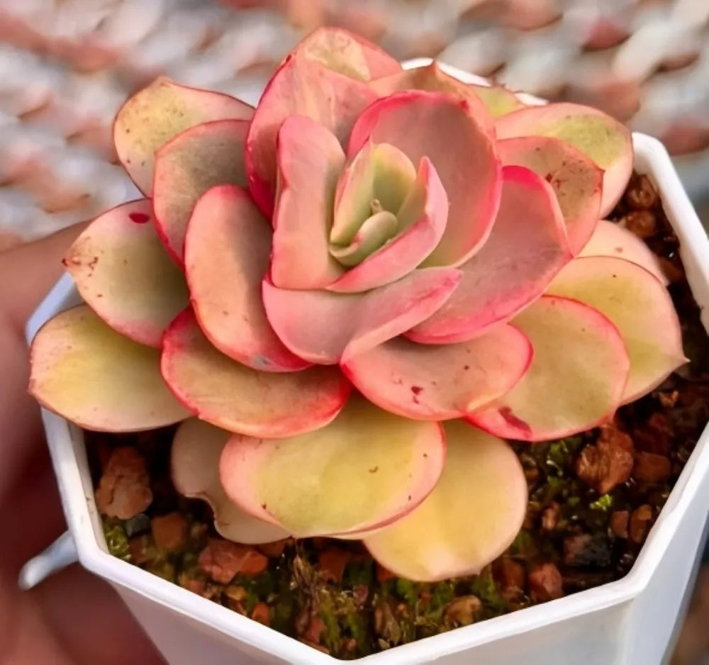 Echeveria Xiuyan Variegata Soil Song