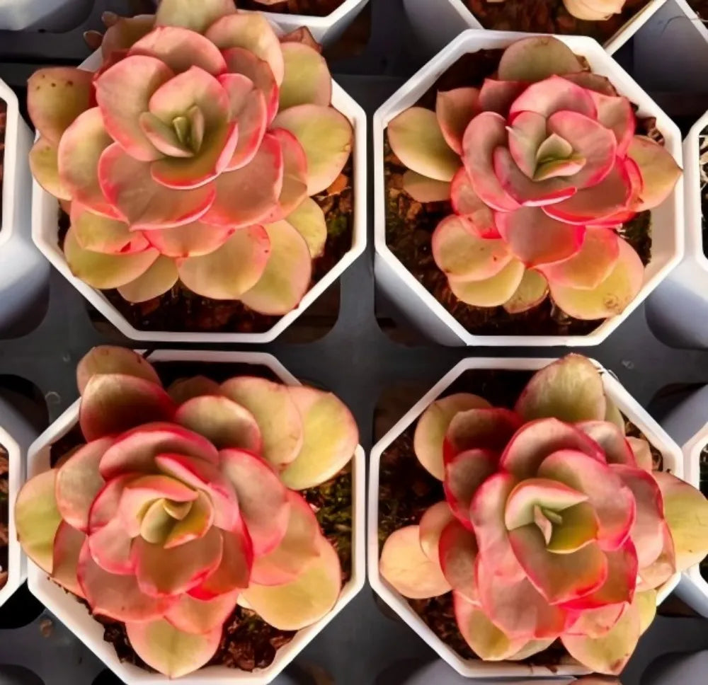 Echeveria Xiuyan Variegata Soil Song