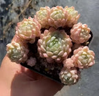 Echeveria succulent rosettes in small dark pot, hand-held view with pale green centers