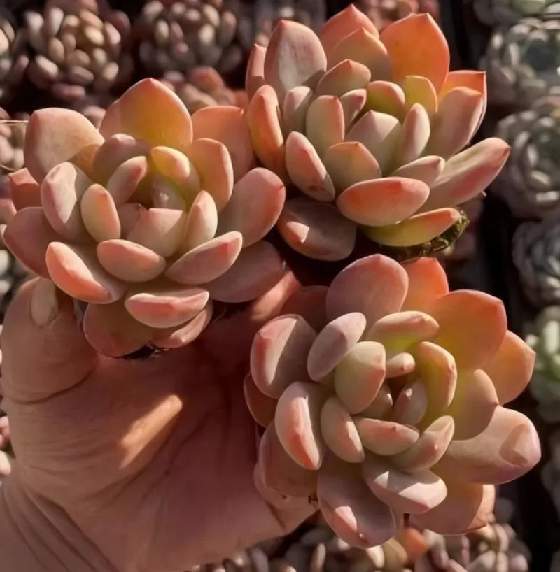 Orange-pink echeveria succulent rosettes with thick oval leaves, held in hand