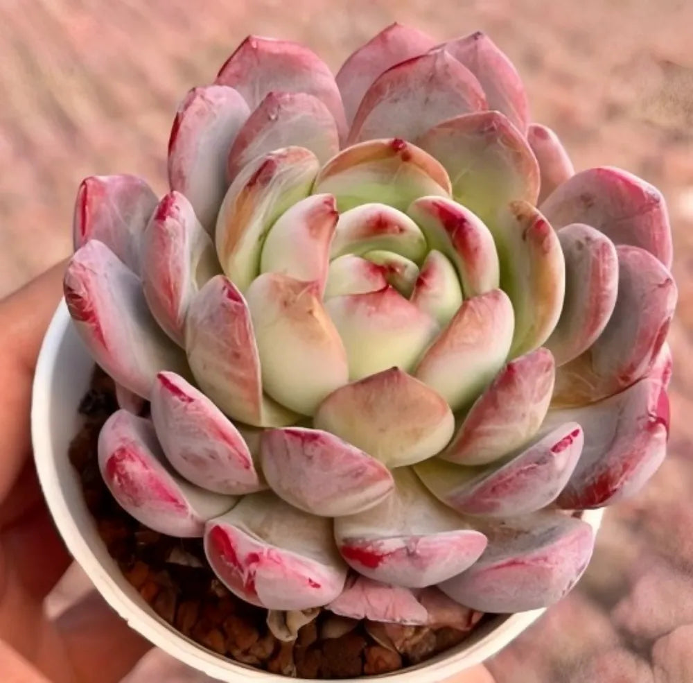 Echeveria All Star Soil Song