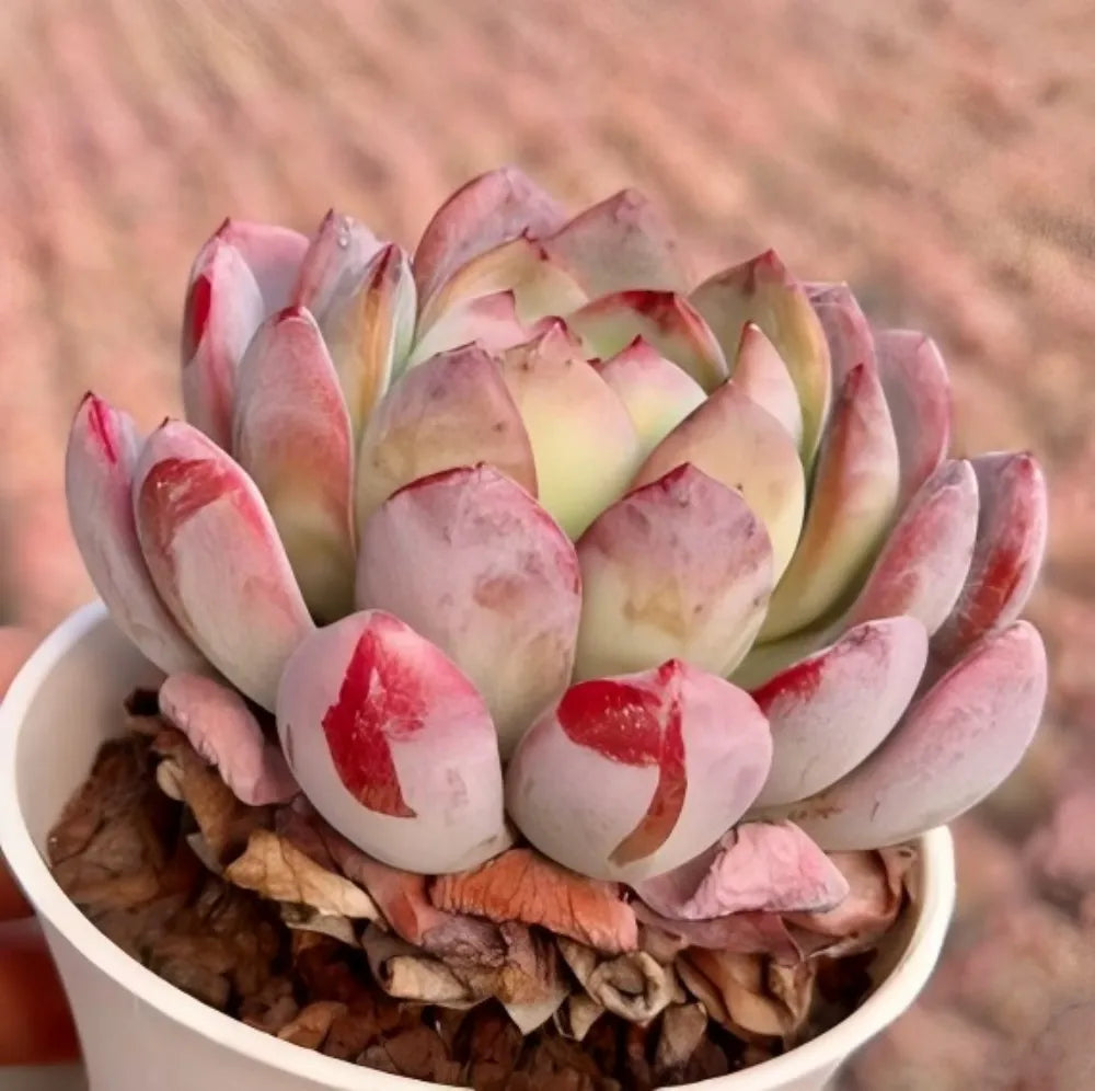 Echeveria All Star Soil Song