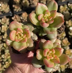 Echeveria Apple Blossom succulent rosettes on soil, pale green with rosy edges