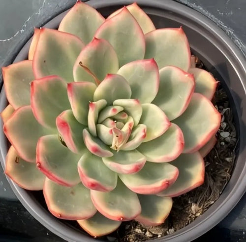 Variegated echeveria succulent in pot, layered rosette leaves with red borders