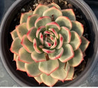 Variegated echeveria succulent in pot, top view rosette with pink-red leaf edging
