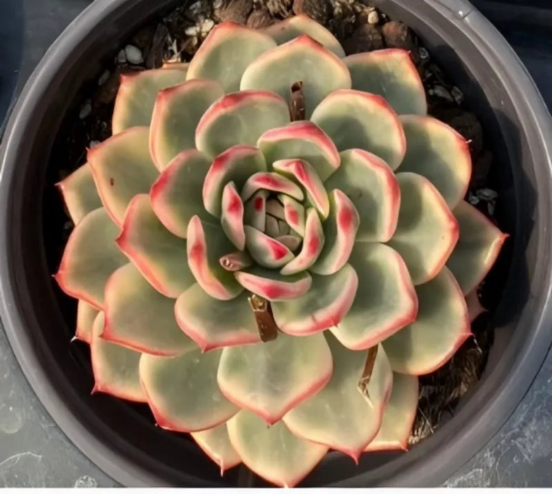 Variegated echeveria succulent in pot, top view rosette with pink-red leaf edging