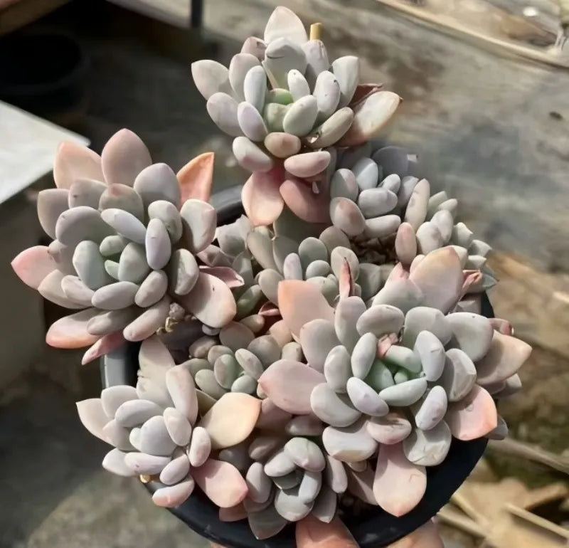 Echeveria Banxia in 6.5'' black pot, gray rosette leaves with soft pink edges