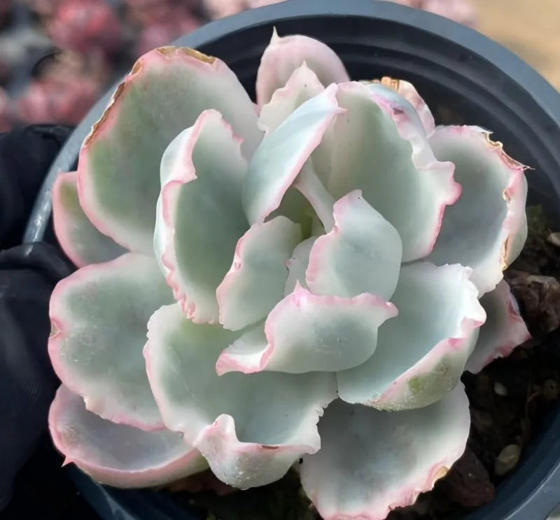 Variegated Echeveria rosette in a black 4 in pot, pale green with pink-edged leaf tips