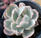 Variegated Echeveria rosette in a black 4 in pot, pale green leaves with pink trim