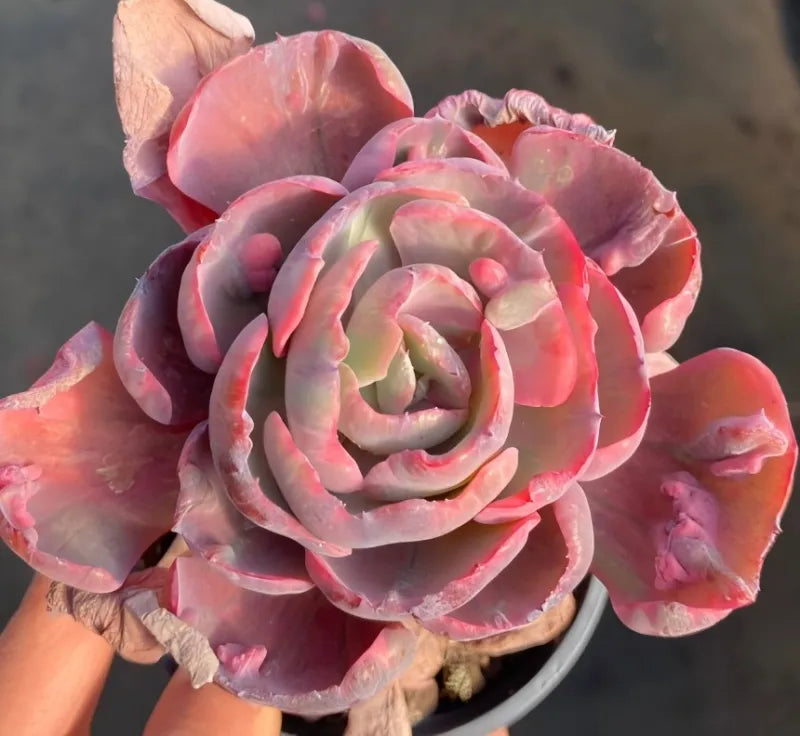 Single pink succulent rosette in a small gray pot, close-up.
