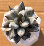 Echeveria Black Claw succulent in 2-inch pot, gray rosette leaves
