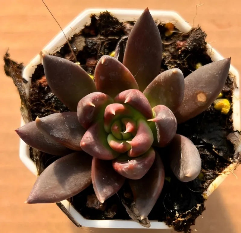 Echeveria succulent in a small 2.5 in pot, dark purple rosette leaves
