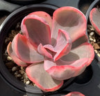 Variegated echeveria succulent in small pot, pink and pale gray rosette leaves