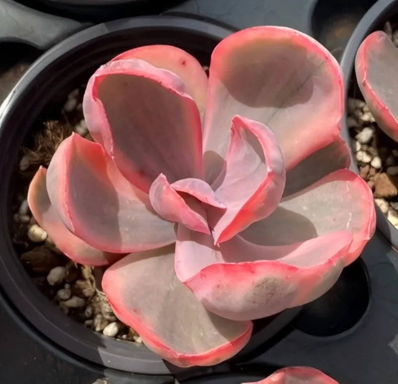 Variegated echeveria succulent in pot, close-up pink variegated rosette leaves