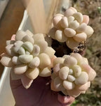 Echeveria Bubblegum succulent in hand, pale cream rosettes, small 2-inch pot