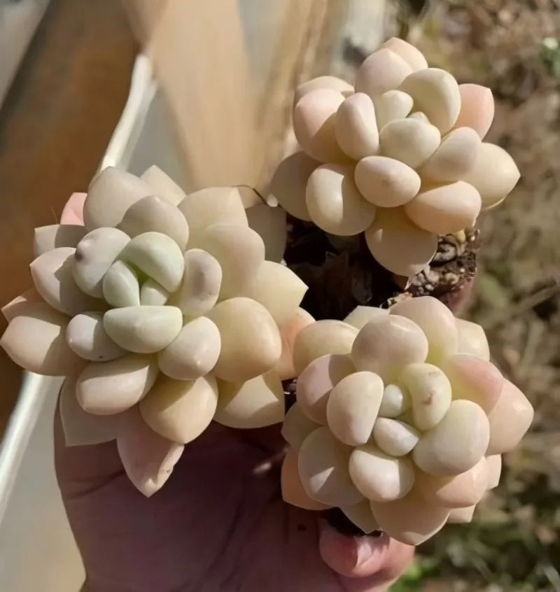 Echeveria Bubblegum succulent in hand, pale cream rosettes, small 2-inch pot