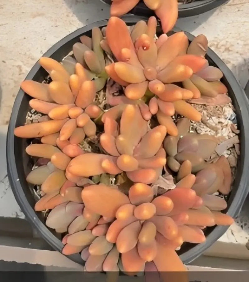 Echeveria succulent in a gray 6.5 in pot with peach rosette leaves and gravel