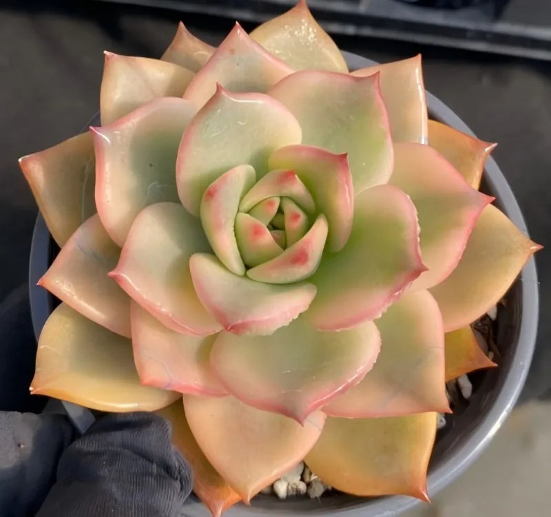 Variegated echeveria rosette in 4-inch pot, pale green leaves with pink outlines