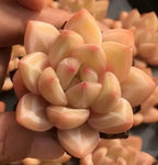 Echeveria Champagne succulent rosette cluster, creamy peach leaves with red-tipped centers