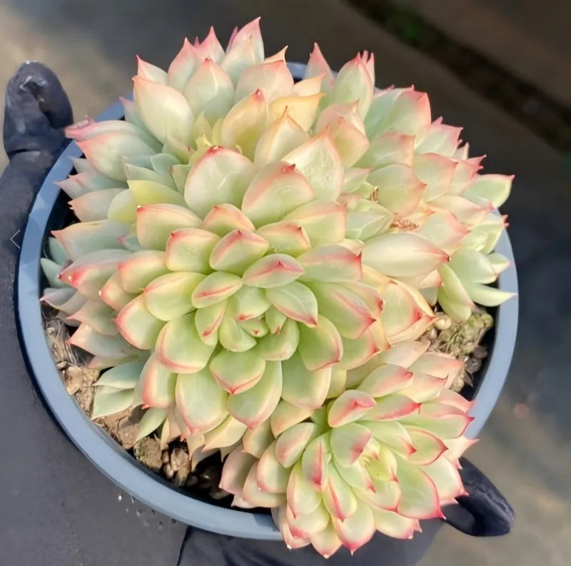 Variegated echeveria in 4-inch pot with pastel green rosettes and pink-edged leaves