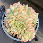 Variegated echeveria plant in 4-inch pot, close rosette with pale green leaves, pink marks