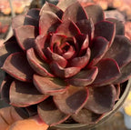 Echeveria Chocolate Rose