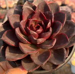 Echeveria Chocolate Rose Soil Song