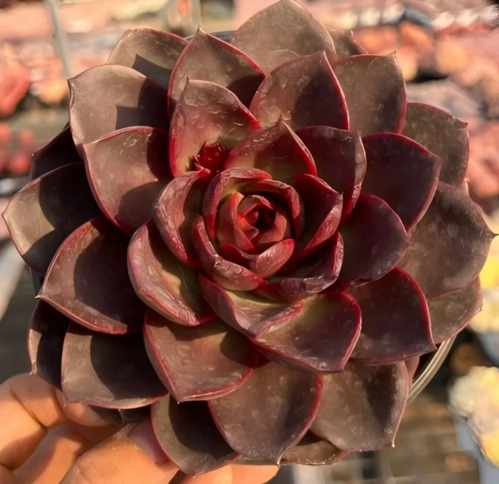 Echeveria Chocolate Rose Soil Song