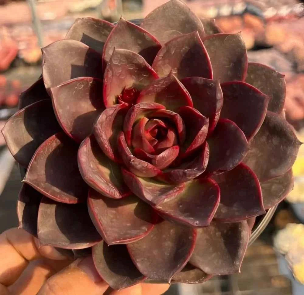 Echeveria Chocolate Rose
