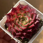 Echeveria rosette succulent in white pot, red and green layered leaves