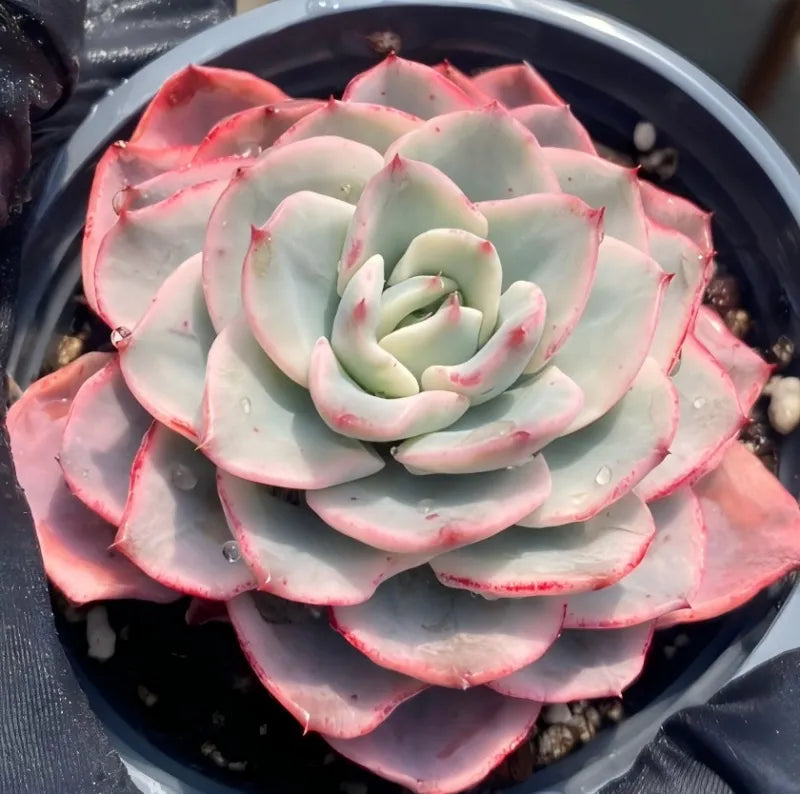 Variegated echeveria rosette with cream center and pink edges in gray pot