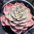 Variegated echeveria rosette with cream center and pink edges in gray pot