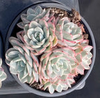 Echeveria succulent in a dark round pot, blue-green rosettes with pink variegation