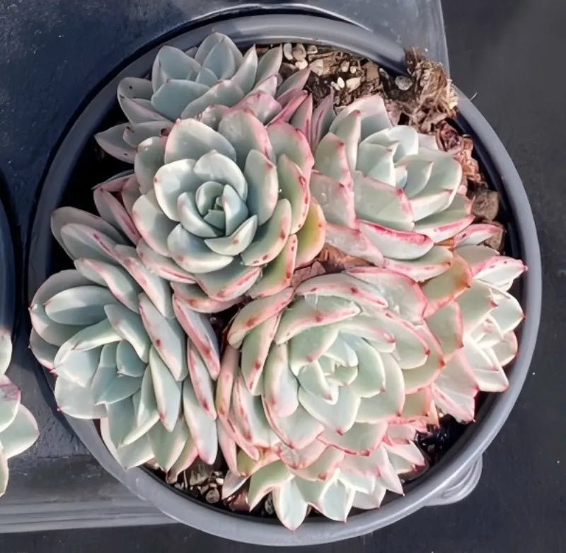 Echeveria succulent in a dark round pot, blue-green rosettes with pink variegation