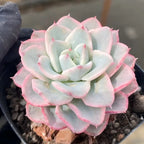 Echeveria rosette in black pot, pale cream and peach with pink leaf edges