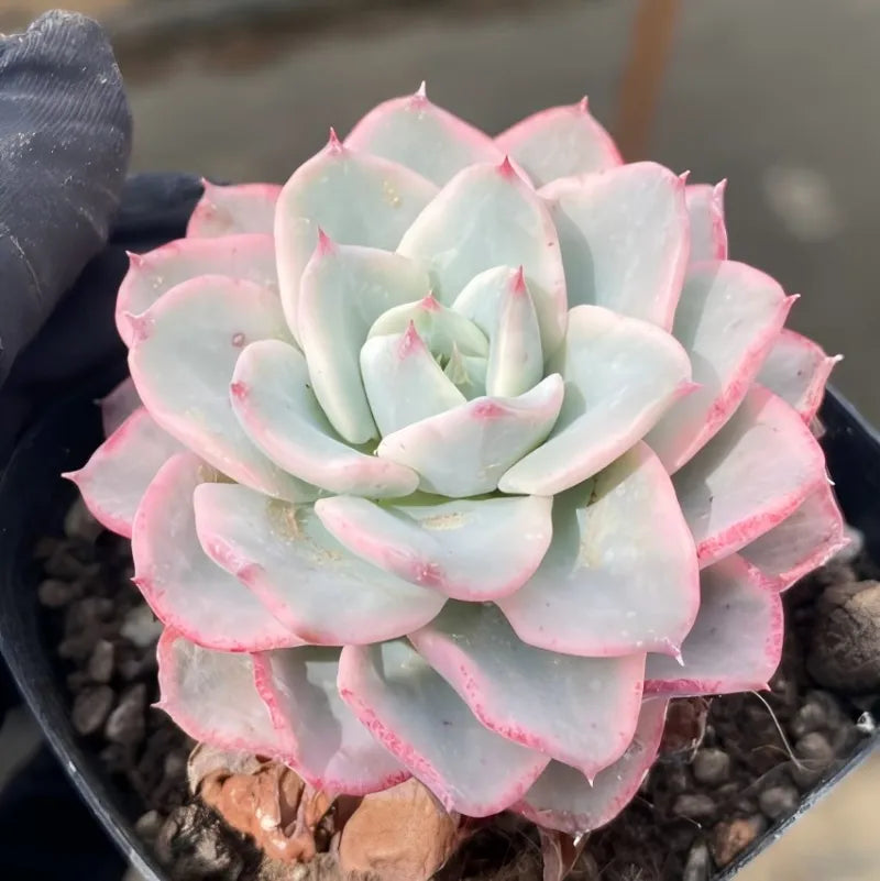 Echeveria rosette in black pot, pale cream and peach with pink leaf edges