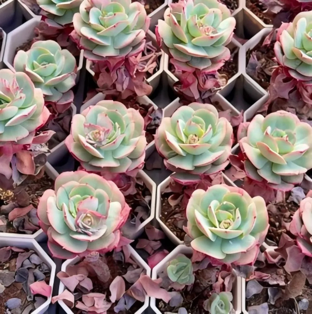 Echeveria Croatia Soil Song