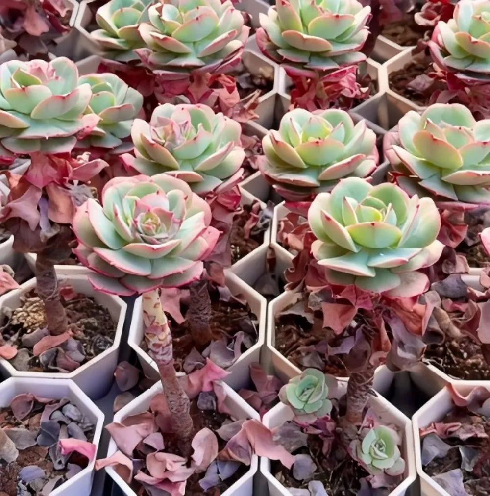 Echeveria Croatia Soil Song